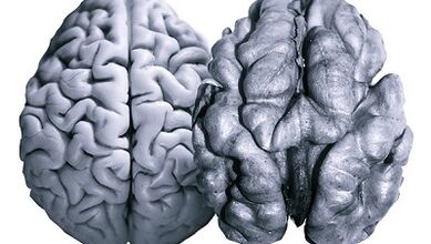 Nueces útiles para la actividad cerebral