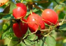 Los beneficios de la vitamina P para el cerebro